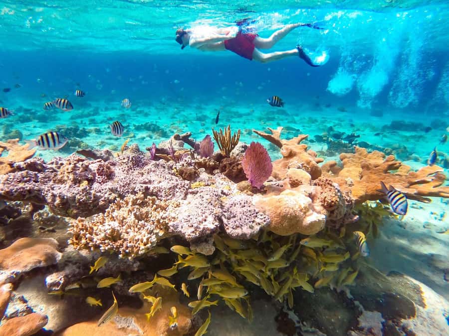 Hurghada: Day Snorkeling with Dolphins - A dolphin day that keeps the animals wild
