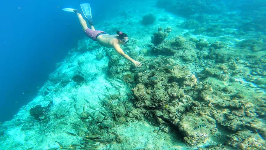 Hurghada: Day Snorkeling with Dolphins - Coral stops beyond the dolphins