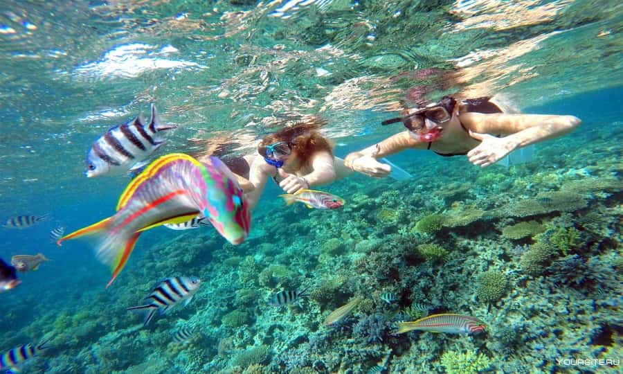 Hurghada: Day Snorkeling with Dolphins - What the 42 dollar price really covers