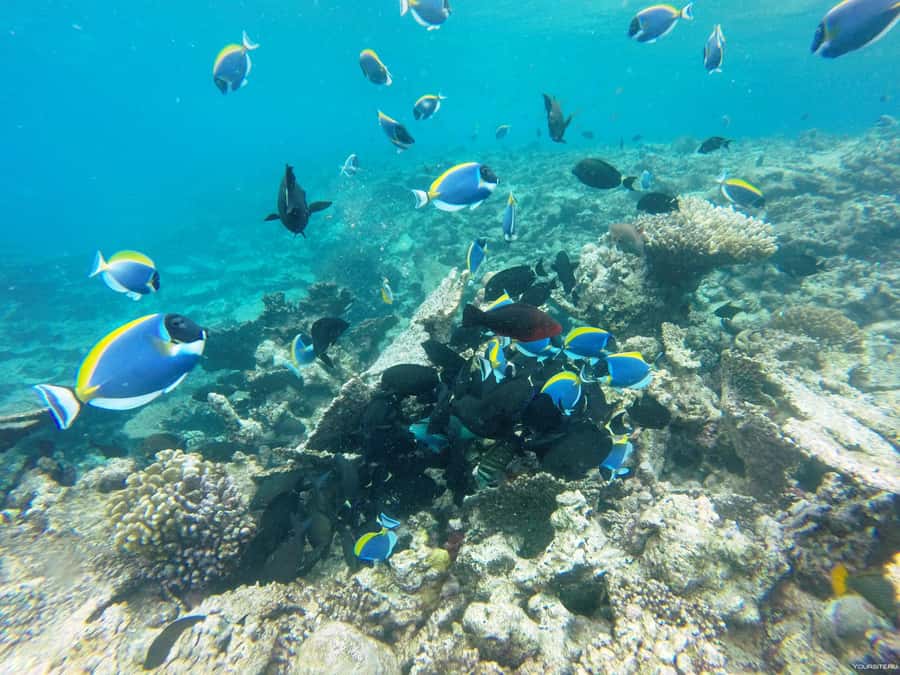 Hurghada: Day Snorkeling with Dolphins - The first water stop: looking for dolphins