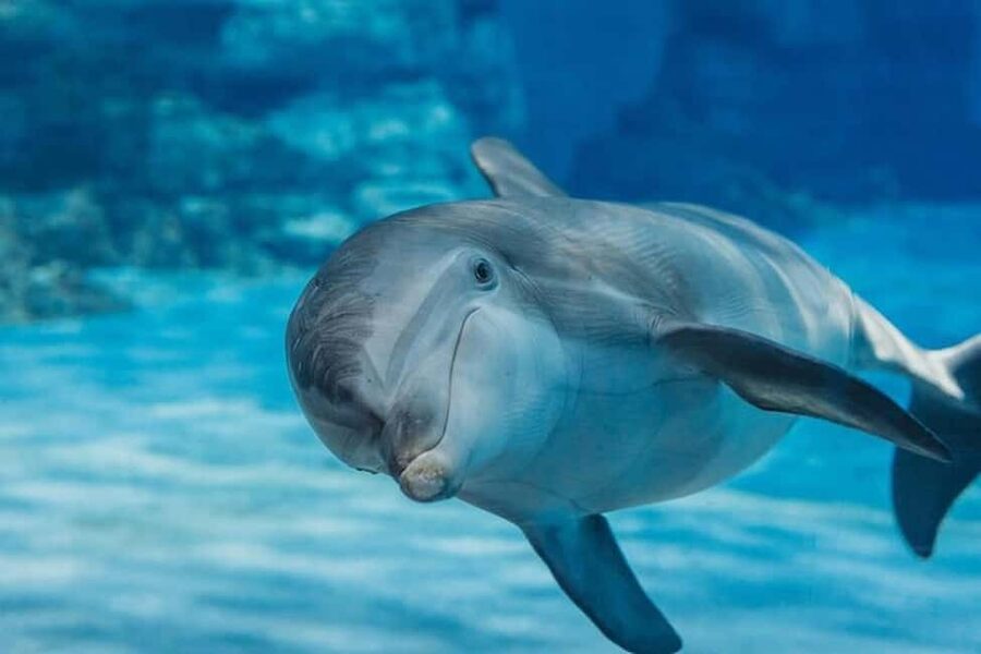 Hurghada: Dolphin & Coral Reef Snorkeling Tour with Lunch - Key points to know before you book