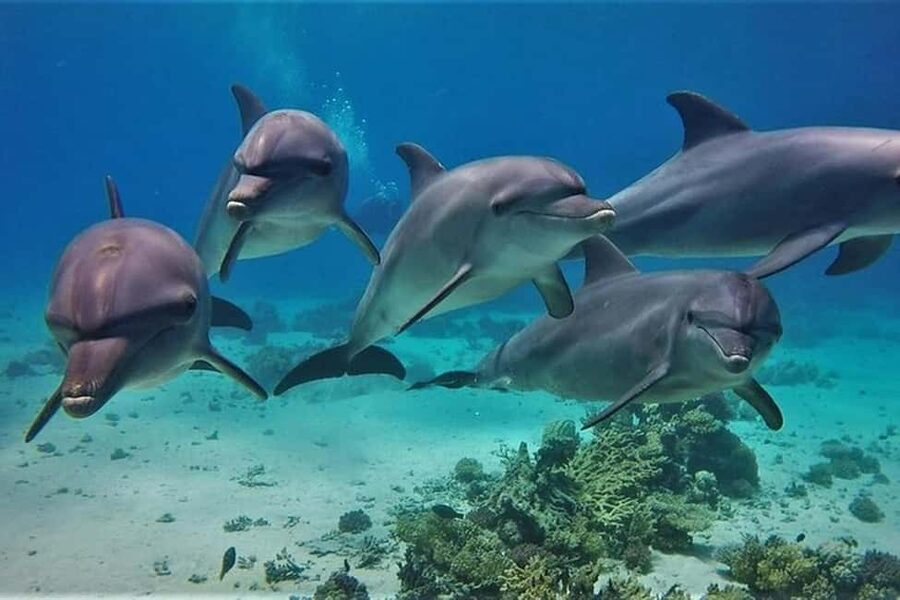 Hurghada: Dolphin & Coral Reef Snorkeling Tour with Lunch - A Red Sea day built around dolphins
