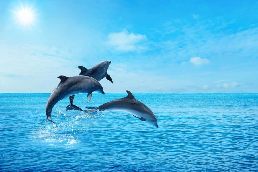Hurghada: Dolphin & Coral Reef Snorkeling Tour with Lunch - The banana boat ride adds a cheerful finish