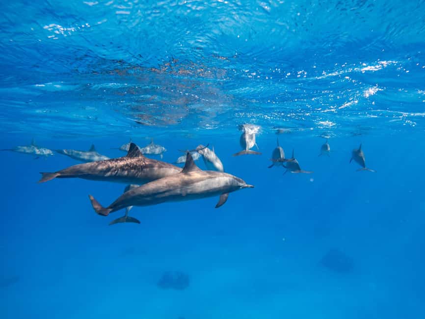 Hurghada: Dolphin & Coral Reef Snorkeling Tour with Lunch - What the $29 price really buys you
