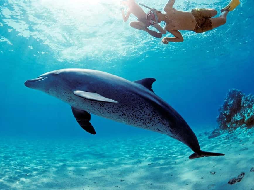 Hurghada: Dolphin Cruise with Snorkeling & Buffet Lunch - A boat designed for both sun and shade