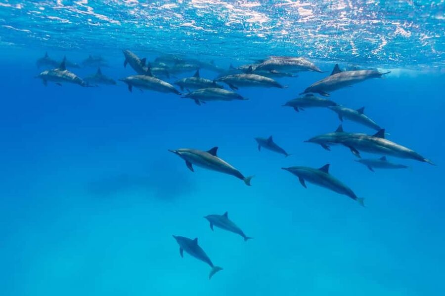 Hurghada: Dolphin Watching Boat Tour with Snorkeling & Lunch - What $25 gets you