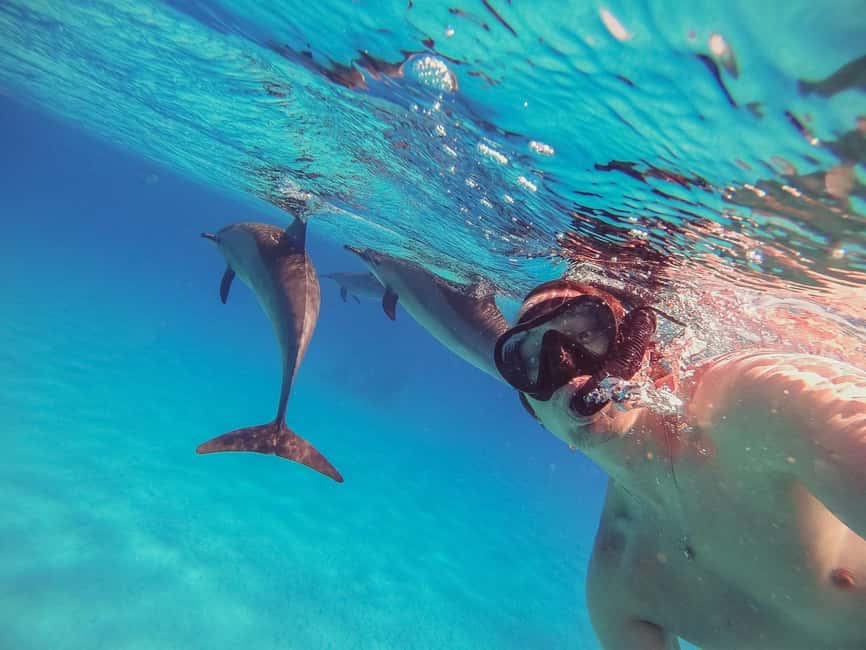 Hurghada: Dolphin Watching Boat Tour with Snorkeling & Lunch - The dolphin search: exciting, but never certain