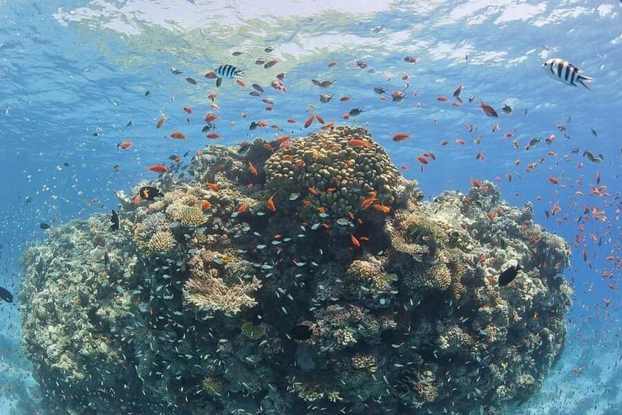 Hurghada: Full-Day Snorkeling Tour in Sharm El Naga w/Lunch - The beach access issue you should take seriously