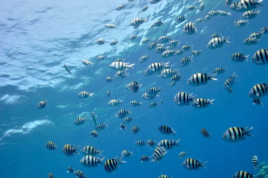 Hurghada: Glass Boat & Snorkeling with Optional Parasailing - Key points to know before booking
