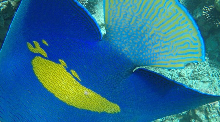 Hurghada: Orange Bay & Giftun Island, Snorkeling With Lunch - Transfers and timing choices
