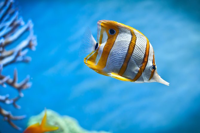 Hurghada: Orange Bay, Snorkeling, Watersports, Lunch & Drinks - Who will enjoy this Red Sea day most?