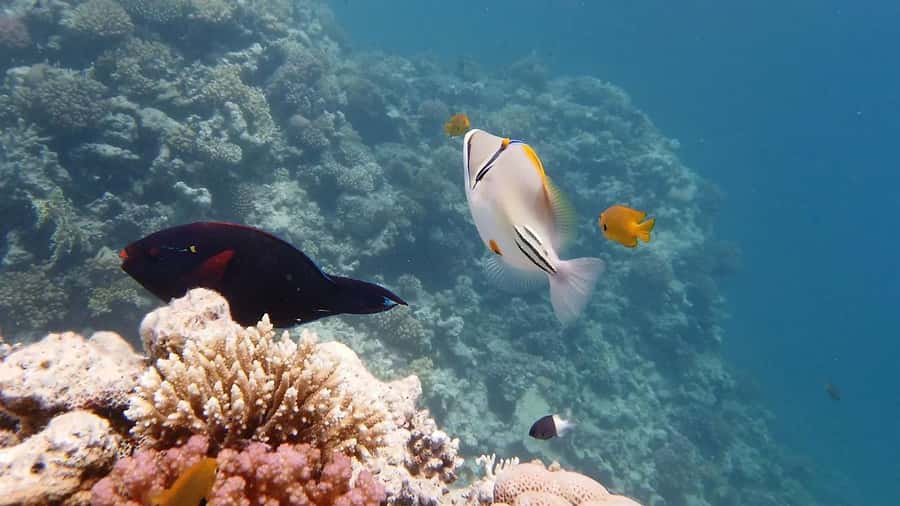 Hurghada: Premium Island Cruise with Lunch and snorkeling - Key points to know before booking