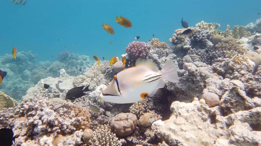 Hurghada: Premium Island Cruise with Lunch and snorkeling - Orange Bay and the Giftun Island stop