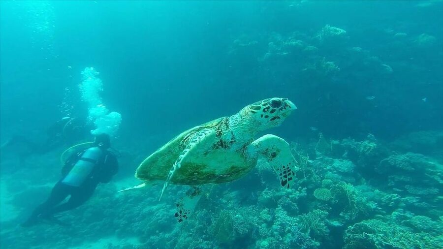 Hurghada: Premium Island Cruise with Lunch and snorkeling - What the $31 price really includes