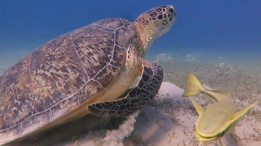Hurghada: Premium Island Cruise with Lunch and snorkeling - Who will enjoy this cruise most