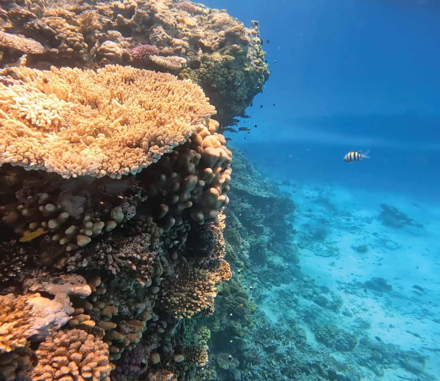 Hurghada: Premium Orange Island Cruise with Lunch & Transfer - Leaving Hurghada for a full Red Sea day
