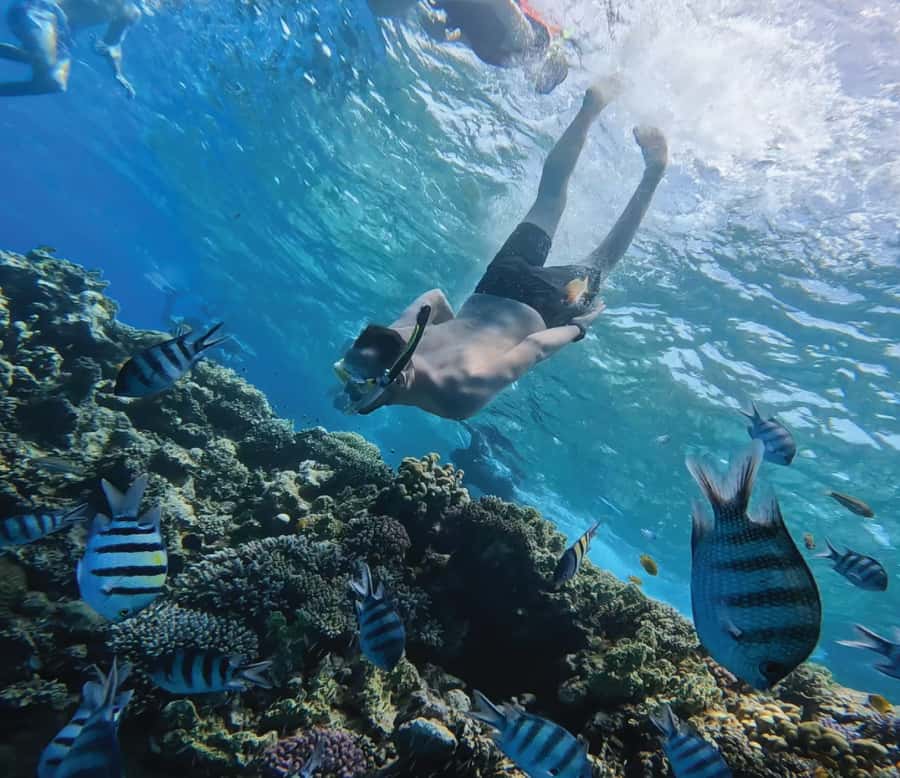 Hurghada: Premium Orange Island Cruise with Lunch & Transfer - Lunch on board is simple, filling, and family-friendly