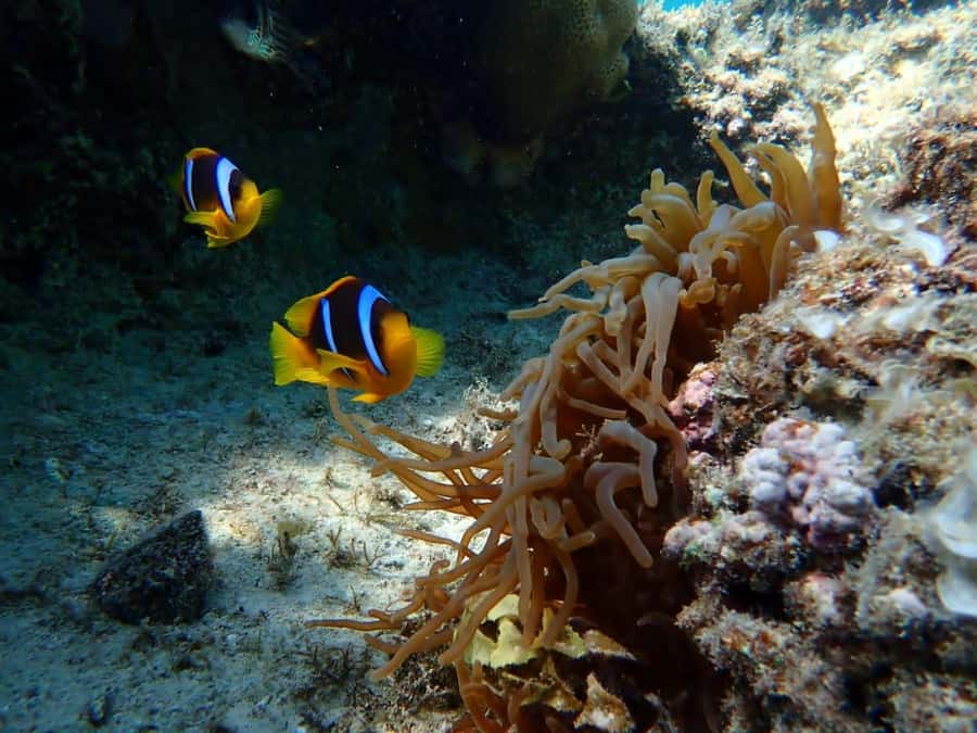 Hurghada: Snorkelling Trip by Speedboat with Hotel Pickup - What is served on the boat