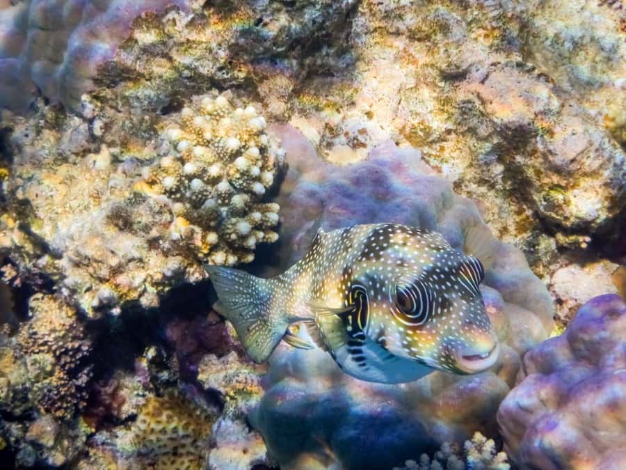 Hurghada: Snorkelling Trip by Speedboat with Hotel Pickup - Is $37 a fair price?