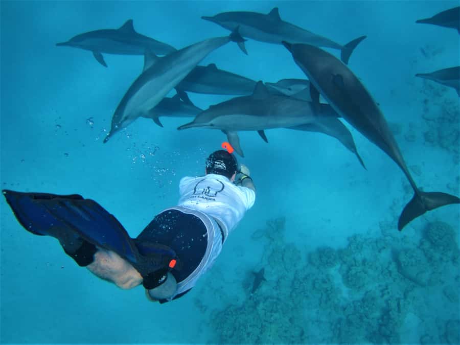 Hurghada: Speedboat Dolphin Watching & Snorkeling with Lunch - Why the speedboat makes this Hurghada trip different