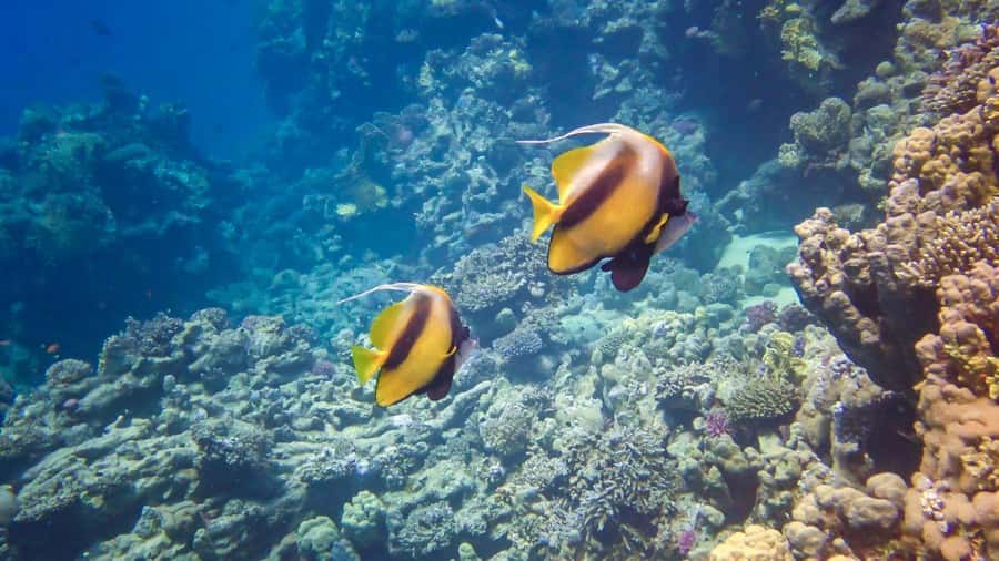 Hurghada: Speedboat Dolphin Watching & Snorkeling with Lunch - The island stop may be sandy, shallow, and simple