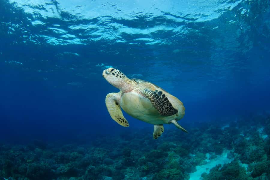 Hurghada: Turtle Bay Speedboat Tour with Snorkeling - What makes Turtle Bay worth the ride