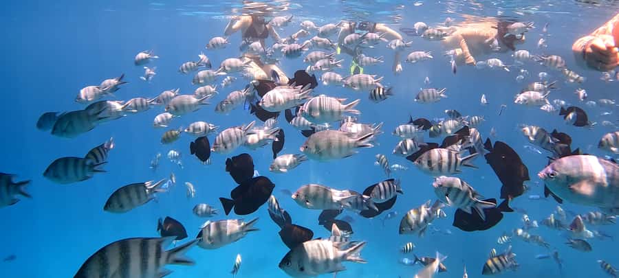 Hurghada: White Island Speedboat Tour, Snorkeling, & Lunch - What to bring, and what to leave behind