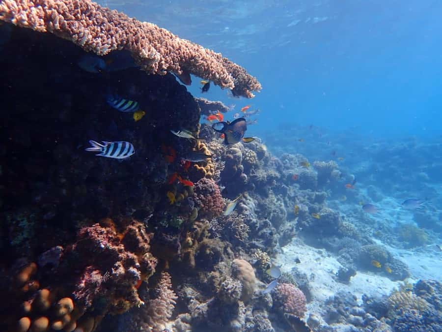Hurghada: Yacht trip To Magawish island w Snorkeling & Lunch - A Red Sea day built around three different moods