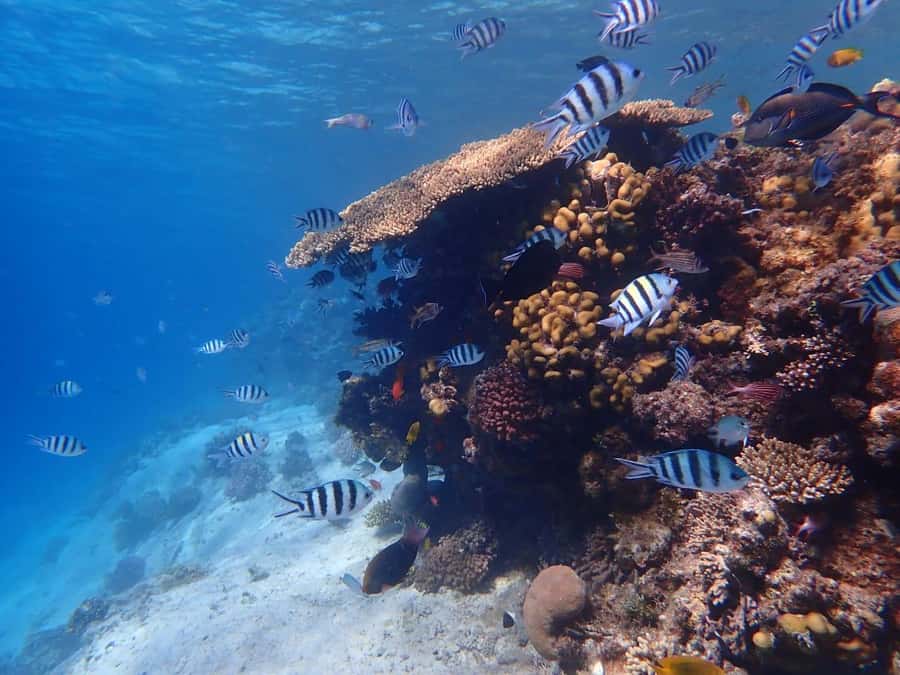Hurghada: Yacht trip To Magawish island w Snorkeling & Lunch - Thirty minutes searching for dolphins