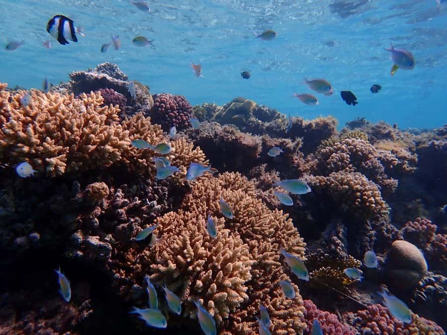 Hurghada: Yacht trip To Magawish island w Snorkeling & Lunch - Lunch comes before island relaxation