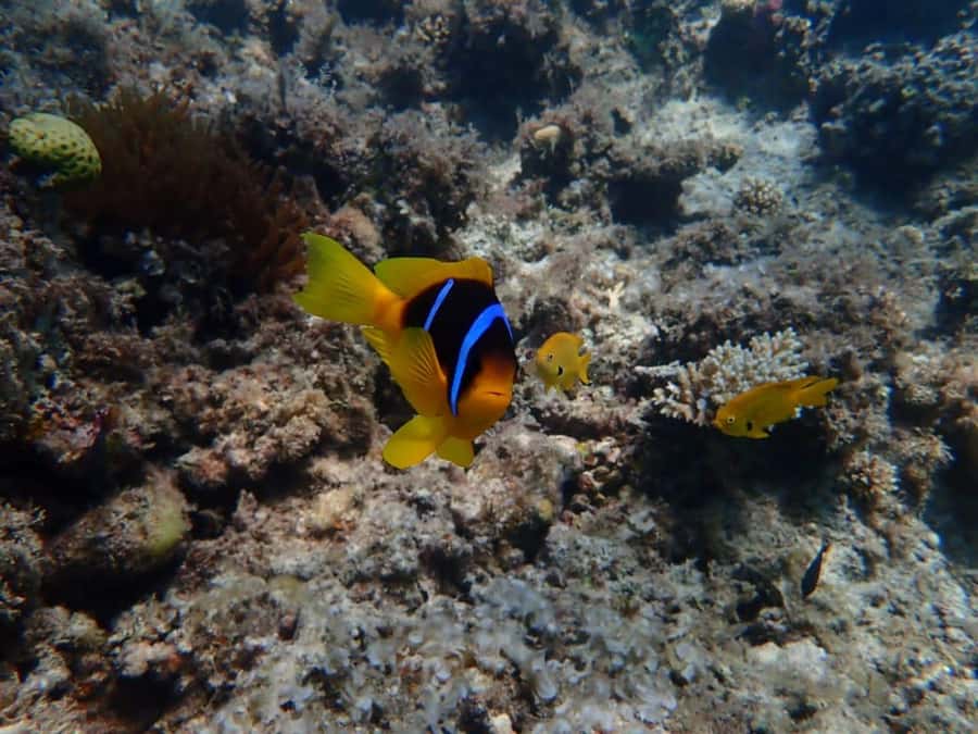 Hurghada: Yacht trip To Magawish island w Snorkeling & Lunch - What the strongest parts of the service mean for you