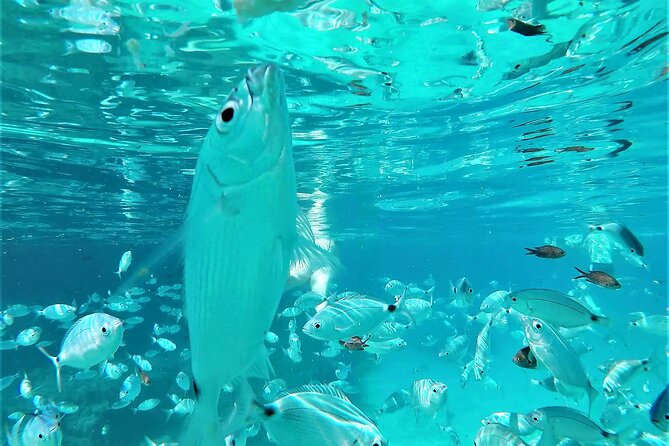 Ibiza Snorkeling Beach and Cave Tour - Two beautiful swim areas in one three-hour outing