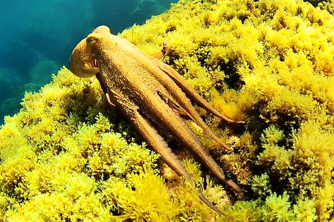 Ibiza Snorkeling Beach and Cave Tour - Paddleboarding and boat jumping add variety
