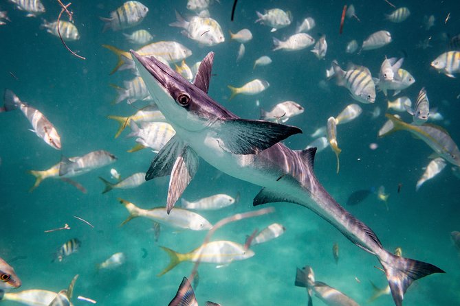 Icacos Deserted Island Catamaran, Snorkel, and Picnic Cruise - Snorkeling: enjoyable, but not guaranteed to be spectacular
