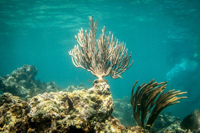 Icacos Deserted Island Catamaran, Snorkel, and Picnic Cruise - Timing, cancellations, and what to bring