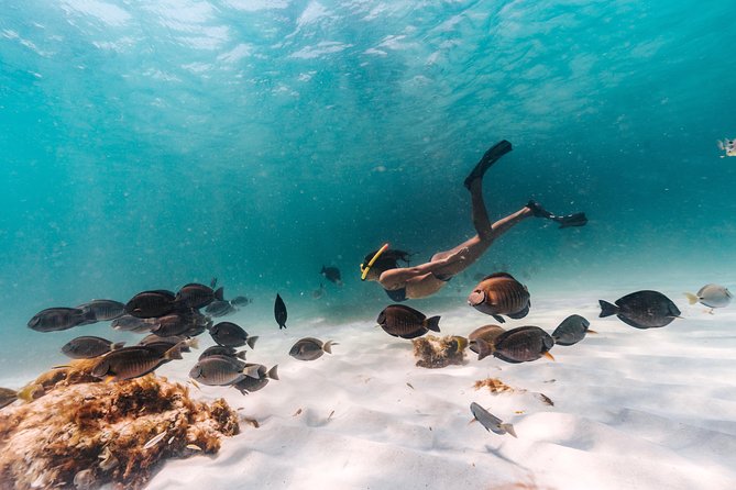 Iconic Aruba Sail and Snorkel Experience - Key points at a glance