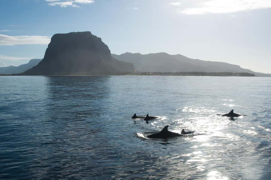 Île aux Bénitiers: Snorkeling w/Dolphins Boat Tour & Lunch - An early start for Mauritius’s wild southwest
