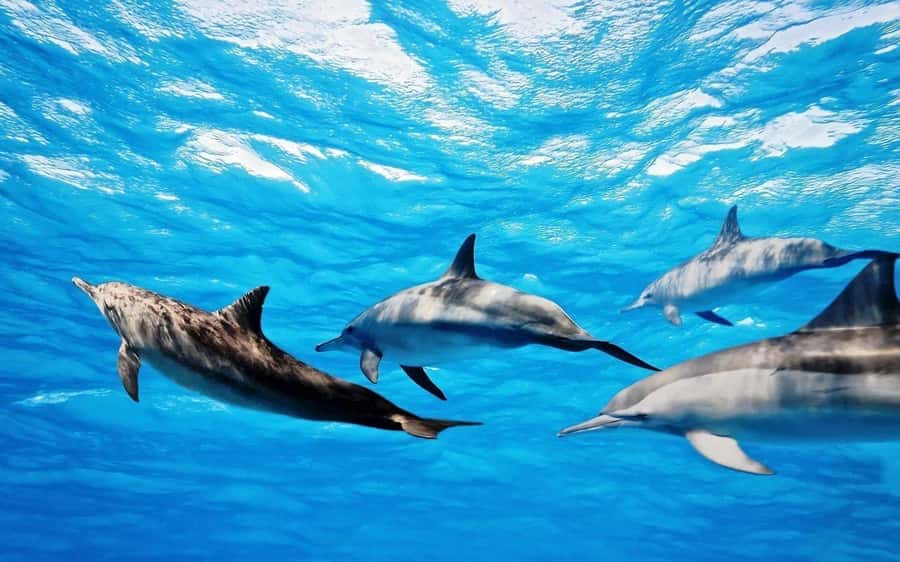 Île aux Bénitiers: Snorkeling w/Dolphins Boat Tour & Lunch - A speedboat ride with two very different moods