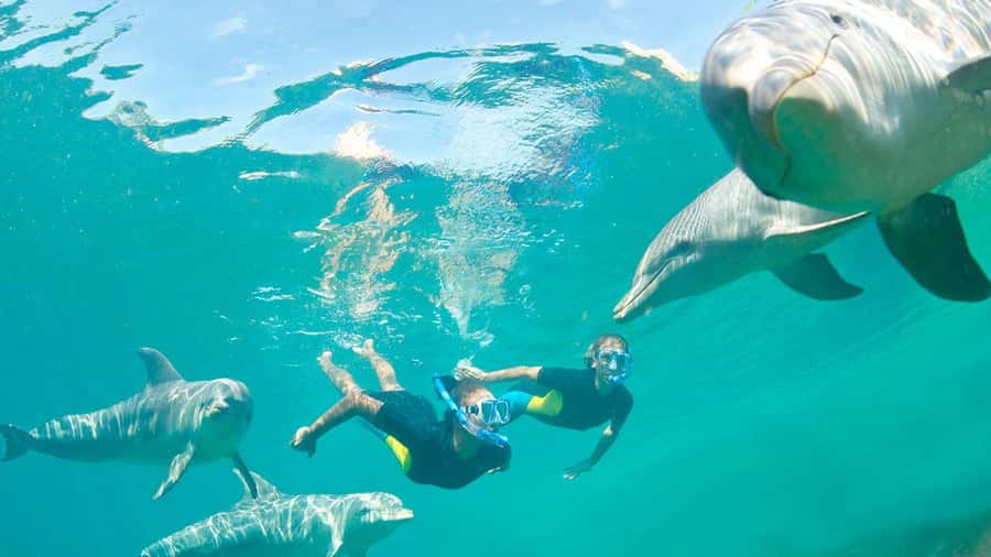 Île aux Bénitiers: Snorkeling w/Dolphins Boat Tour & Lunch - Snorkeling beside Crystal Rock