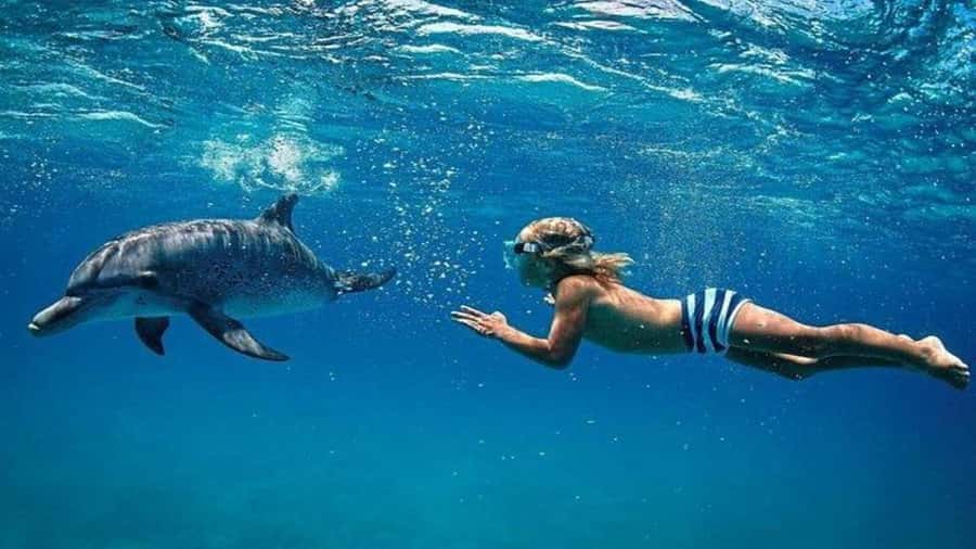 Île aux Bénitiers Snorkeling with Dolphins + Seafood Lunch - Starting at Tamarin Public Beach before sunrise