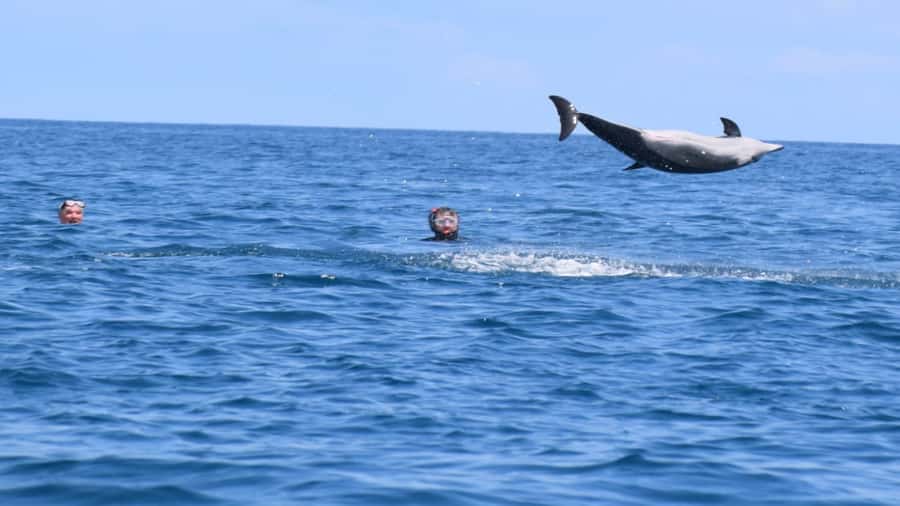 Île aux Bénitiers Snorkeling with Dolphins + Seafood Lunch - Is the $80 price good value?