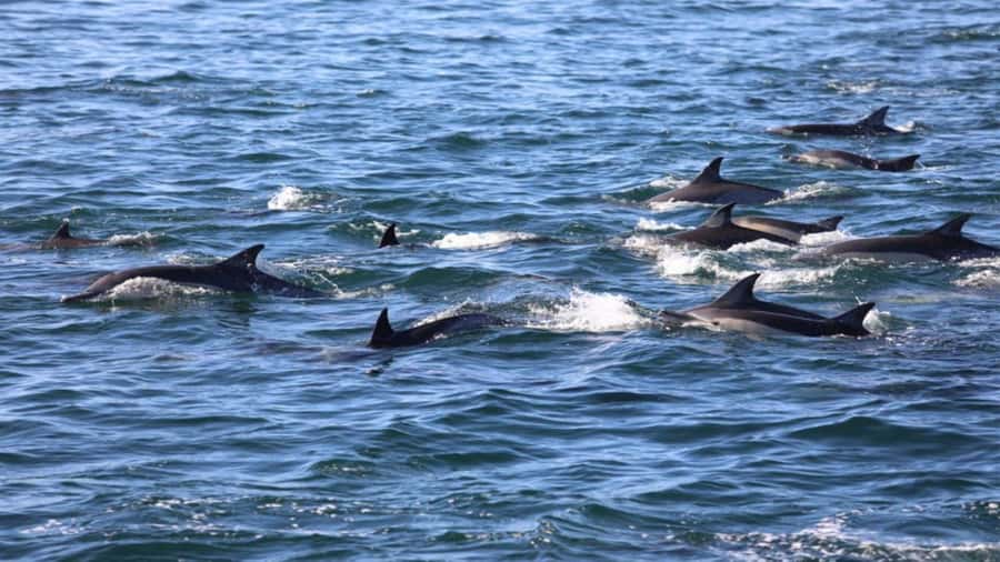 Île aux Bénitiers Snorkeling with Dolphins + Seafood Lunch - Who should book this Mauritius boat trip?