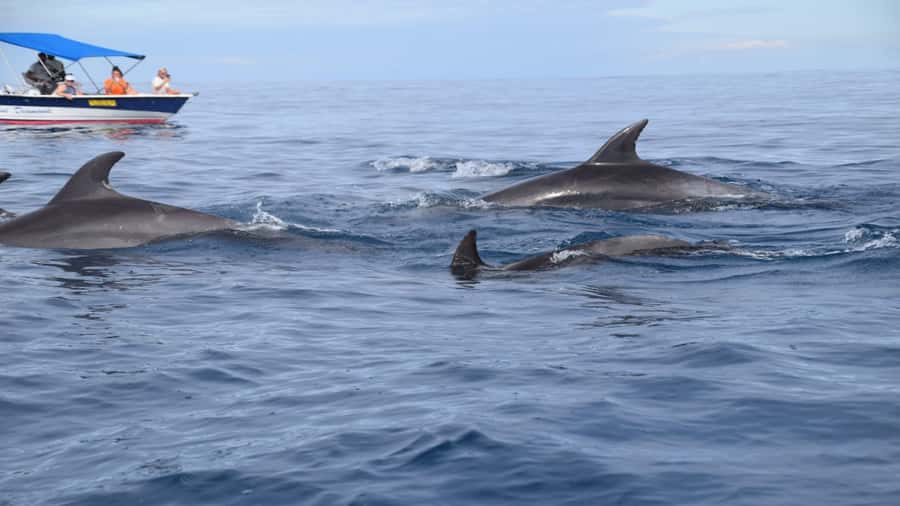 Île aux Bénitiers Snorkeling with Dolphins + Seafood Lunch - Meeting dolphins in the southwest lagoon