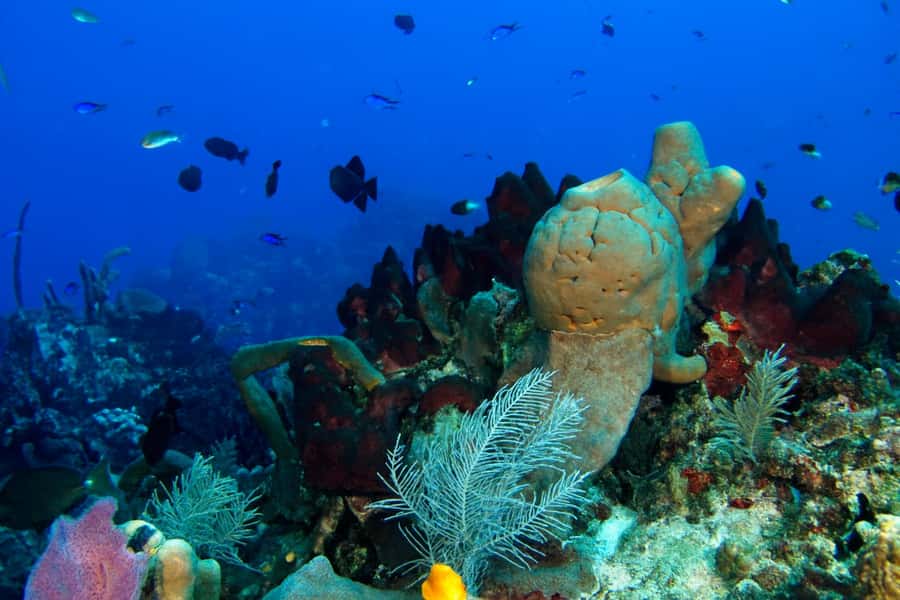 Ilha Do Sal: Snorkeling with Local Guide - Santa Maria Bay and the short route to the reef
