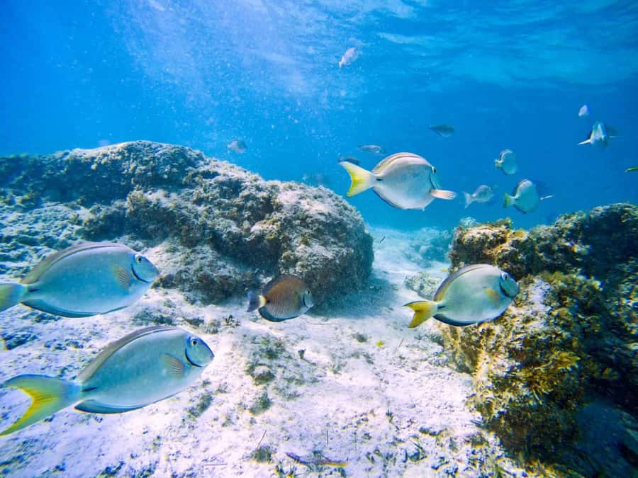 Ilha Do Sal: Snorkeling with Local Guide - The safety briefing makes this suitable for beginners