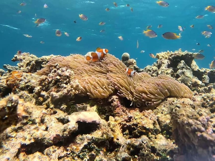 Iriomote: Boat Snorkeling Tour at Barasu Island - Cancellation and final details to keep in mind