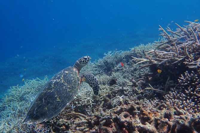 Iriomote Island 1-Day Snorkeling & Mangrove SUP or Canoe - Starting at Uehara Port and getting organized