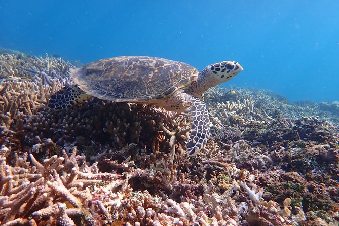 Iriomote Island 1-Day Snorkeling & Mangrove SUP or Canoe - How the guides shape the experience
