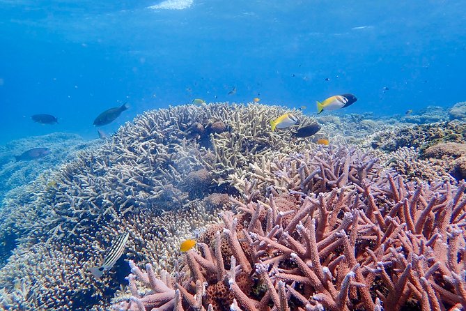 Iriomote Island 1-Day Snorkeling & Mangrove SUP or Canoe - What the $99.10 price includes