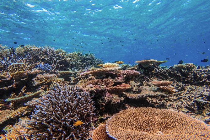 Iriomote Island 1-Day Snorkeling & Mangrove SUP or Canoe - Who should book this tour